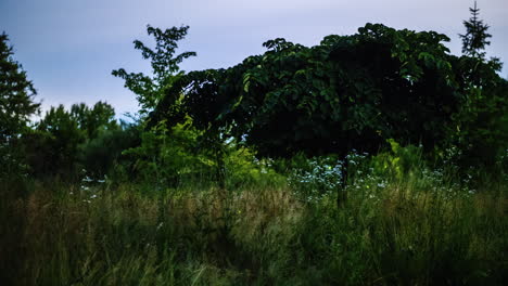 Glowing-In-The-Dark-Insects---Fireflies-Fly-Over-The-Meadow-Night-Video