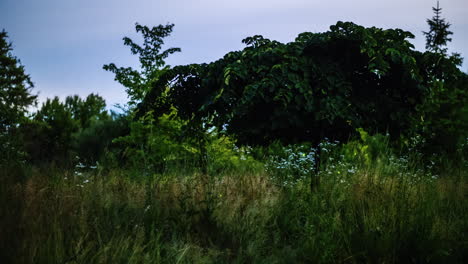 glowing in the dark insects - fireflies fly over the meadow night video