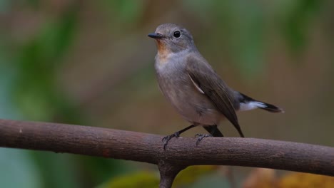 mirando hacia la izquierda mirando a su alrededor y luego volando lejos, taiga flycatcher ficedula albicilla hembra, tailandia