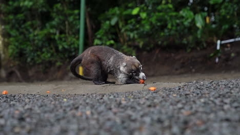 Panning-shot-of-white-nose-coati-eating-fruit-with-jungle-background,-slow-motion