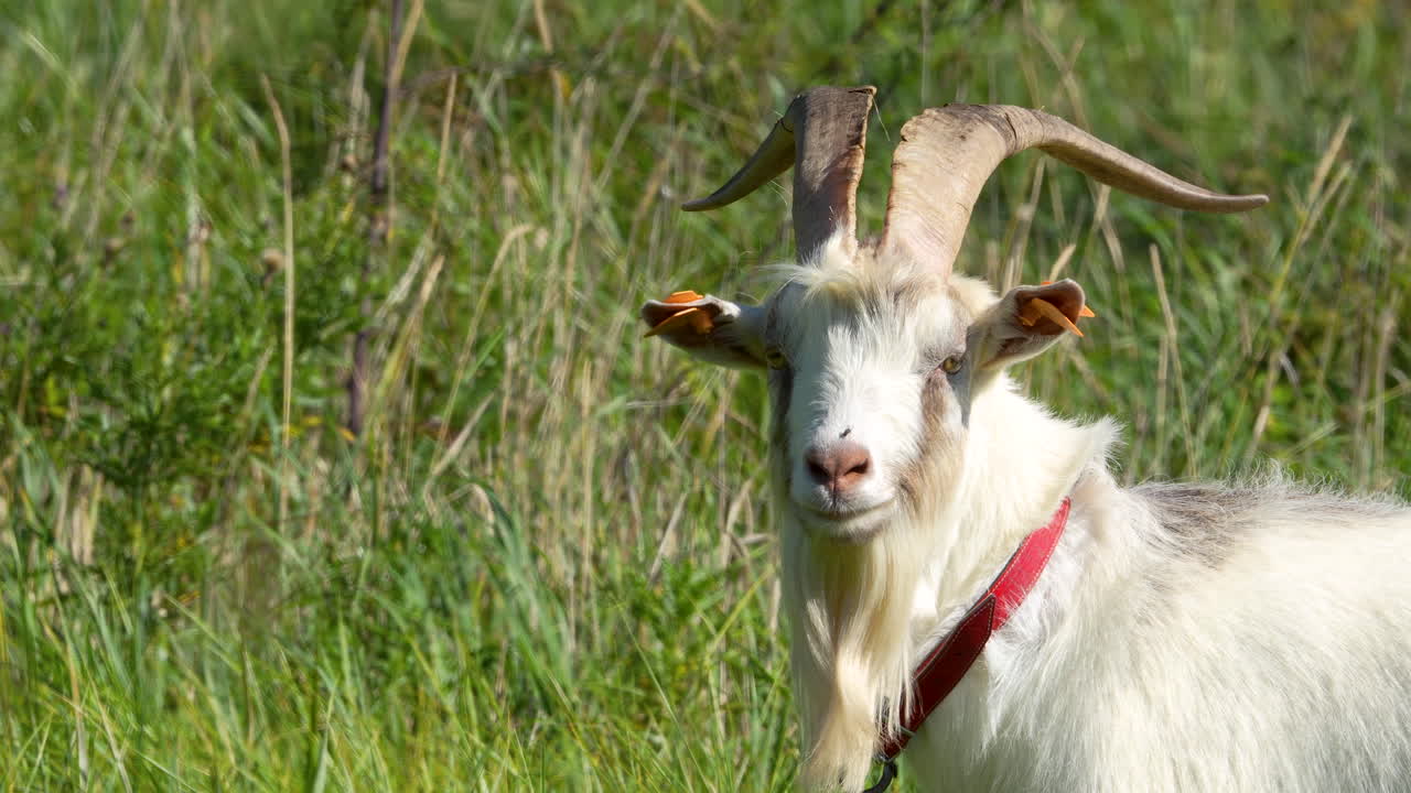 구부러진 을 가진 염소의 클로즈업, 잔디에 서있는, 그 은 목걸이가 시골 장면에 색을 더하는