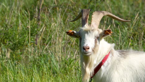 close-up of a goat with curved horns, standing in a grassy field, its red collar adding a touch of color to the rustic scene