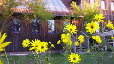 sieben linden eco village building, yellow flowers on foreground, pan, day