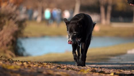 Imágenes-En-Cámara-Lenta-De-Perros-Caminando-En-Un-Exuberante-Parque-Verde,-Con-Un-Perro-Grande-Y-Juguetón,-Un-Cuidado-Alegre-De-Las-Mascotas-Y-La-Belleza-De-Las-Actividades-Caninas-Al-Aire-Libre-En-Un-Día-Soleado.