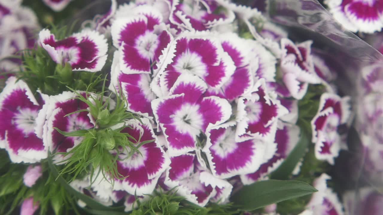 Close-up of a bouquet of purple and white dianthus flowers