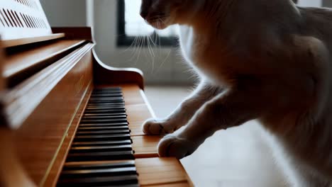 cat playing piano