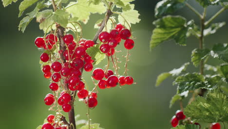 red currant berries on a clear sunny day