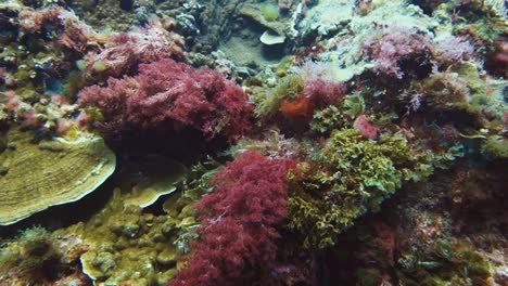 las hierbas marinas coloridas en el coral se mueven por la corriente submarina, en cámara lenta