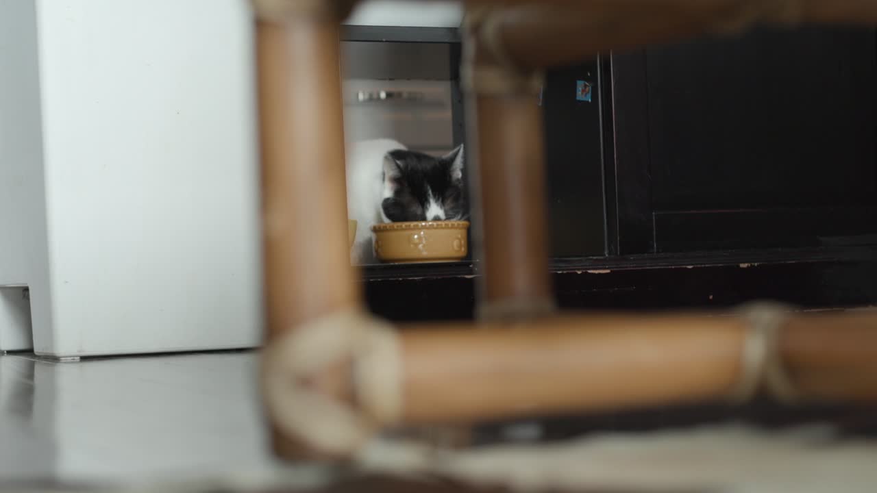 низкоугольный внутренний кадр голодной черно-белой домашней кошки, съедающей пищу, даванную в миске