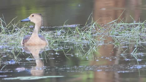 Pfeifende-Ente,-Die-Auf-Dem-See-Uhd-Mp4-4k-Schwimmt