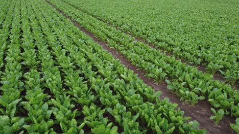 volar sobre un campo de ensalada de día