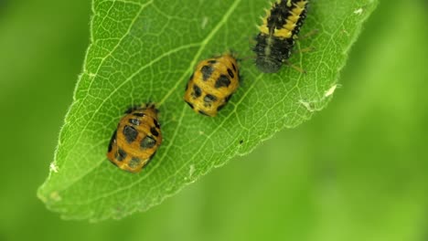 Dos-Crisálidas-De-Mariquita-Junto-A-Una-Larva-De-Mariquita-En-Una-Hoja-Verde