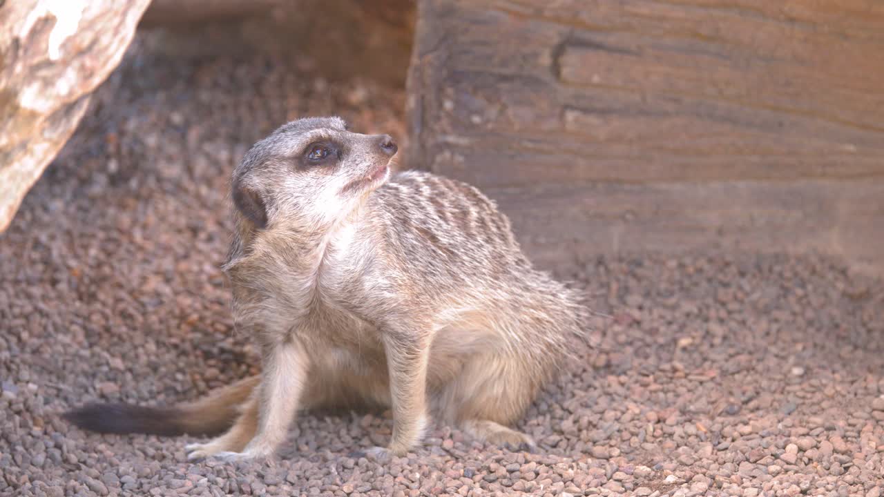 Um suricate senta-se em pequenas pedras, escaneando atentamente seus arredores antes de sair do enquadramento.
