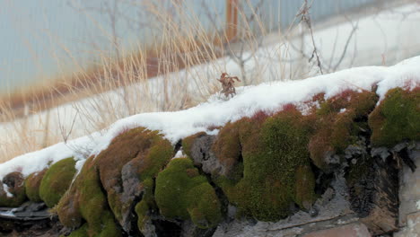 snow-covered old mossy roof in disrepair