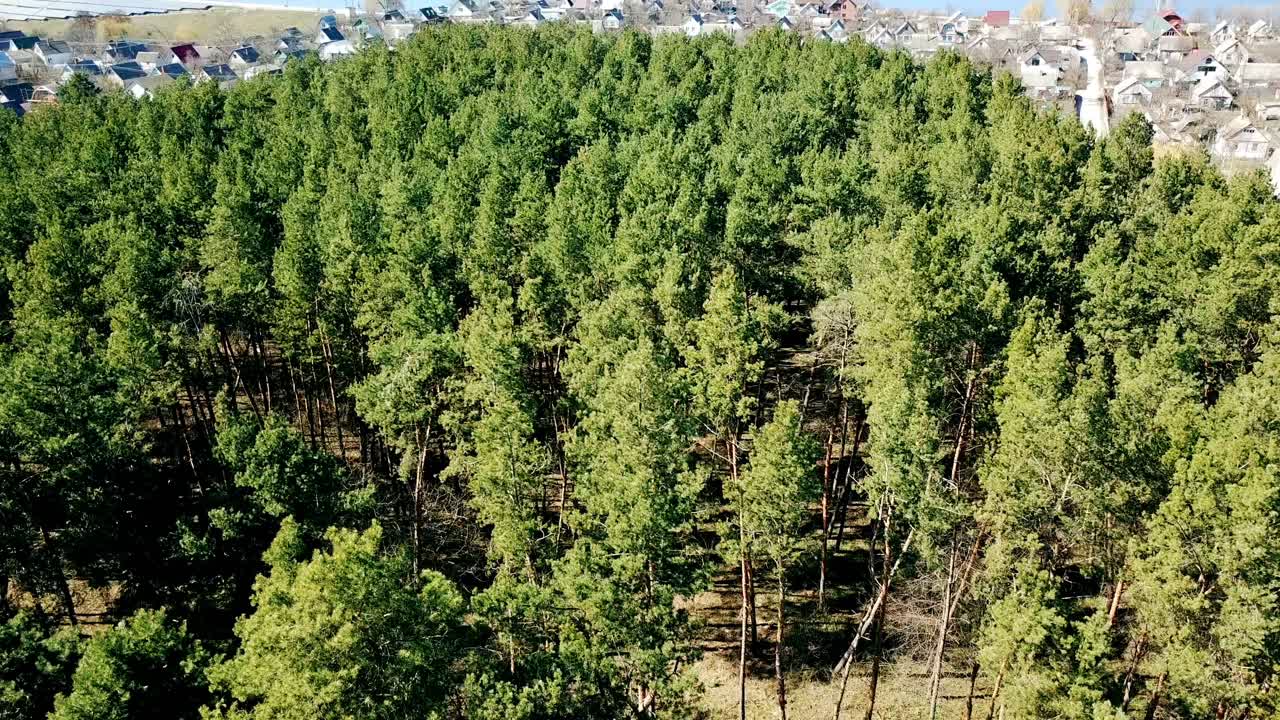 Beautiful view of green forest with pine trees near the rural place with a lot of small houses. Flying over the pine forest in a sunny day. Aerial view