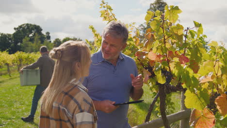 male owner of vineyard with digital tablet and female worker checking grapes in field at harvest