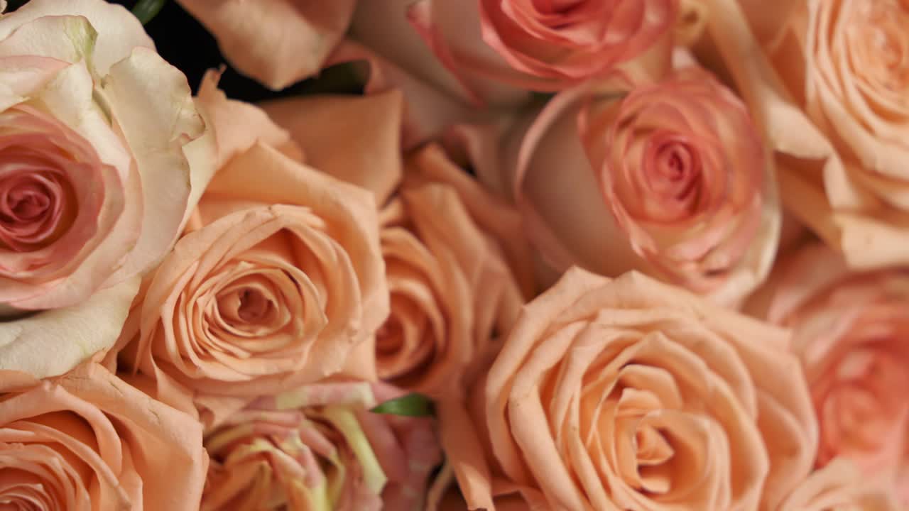 dolly: un ramo extra grande de rosas rosadas