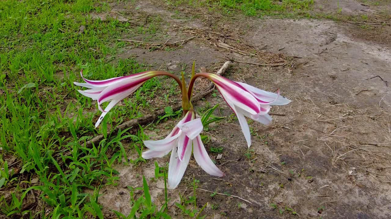 고립 된 아름다운 야생 분홍색 과  ⁇ 색 줄무 ⁇  트럼 ⁇  릴리 꽃 crinum litafolium