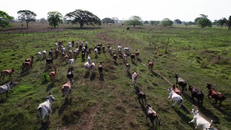 cows grazing and moving on a green pasture in rural venezuela, aerial view