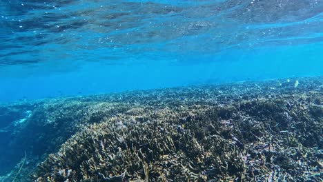 Snorkeling-In-Crystal-Clear-Water-In-Tropical-Waters