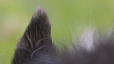 close up shot of the left ear of an australian shepherd dog outside listening to different sounds