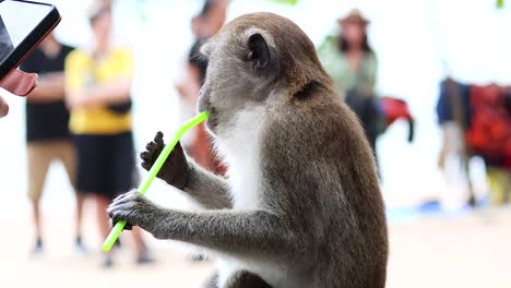 monkey examines and plays with a straw