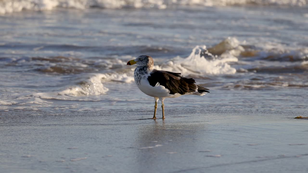 A Great Black-backed Gull walks along a sandy beach with gentle ocean waves in the background, under natural lighting