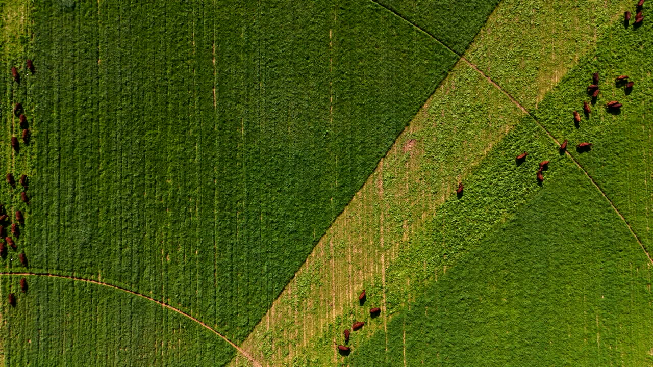 Overhead aerial view of cattle strip grazing in designated pastures - positive results from this managed farming practice