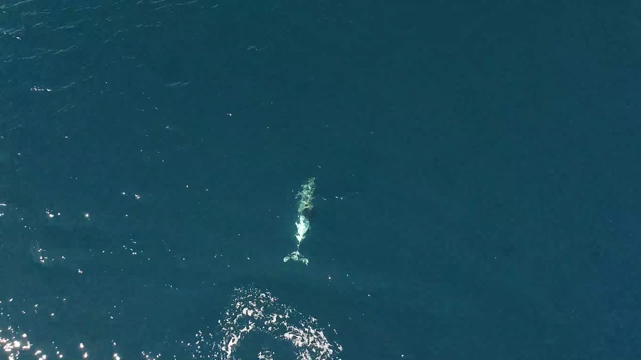 느린 동작으로 물 밖으로 점프하는 패치 돌고래