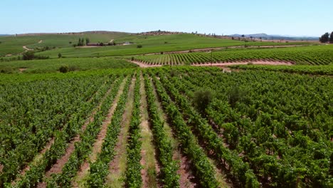 toma aérea baja de los viñedos maduros en el valle del maule, chile