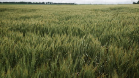 Landscape-of-a-Kansas-wheat-field-in-the-summer-with-distant-trees-and-grey,-overcast-sky