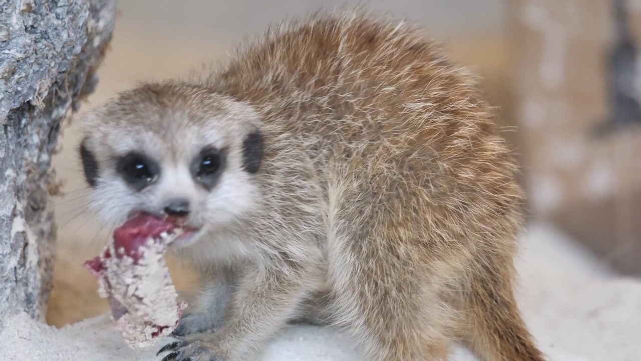 Experience the intimate close-up of a meerkat savoring raw meat amid rocky terrain in a South African wildlife park.