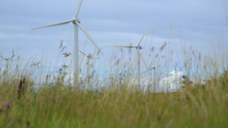 Langes-Gras-Weht-Im-Wind-Und-Beim-Aufsteigen-Kommen-Mehrere-Windkraftanlagen-Zum-Vorschein