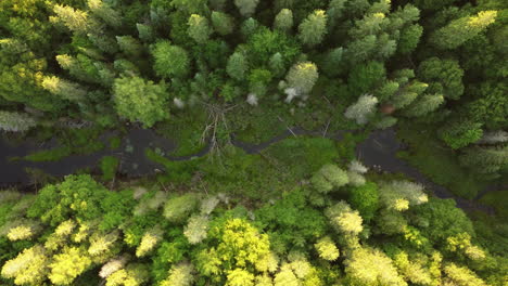 Aerial-over-vibrant-green-treetops-river-forest-Algonquin-Park-Ontario-calm-day