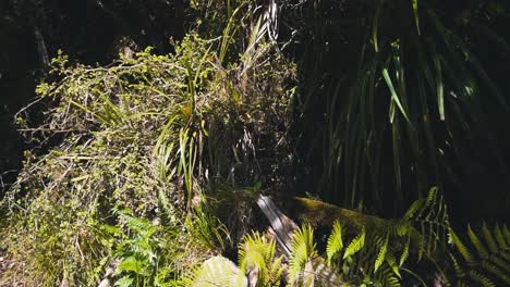 Ferns-and-trees-in-New-Zealand-Nature