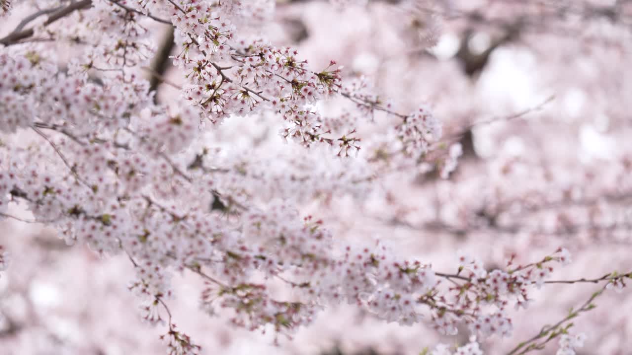 桜が満開にいています