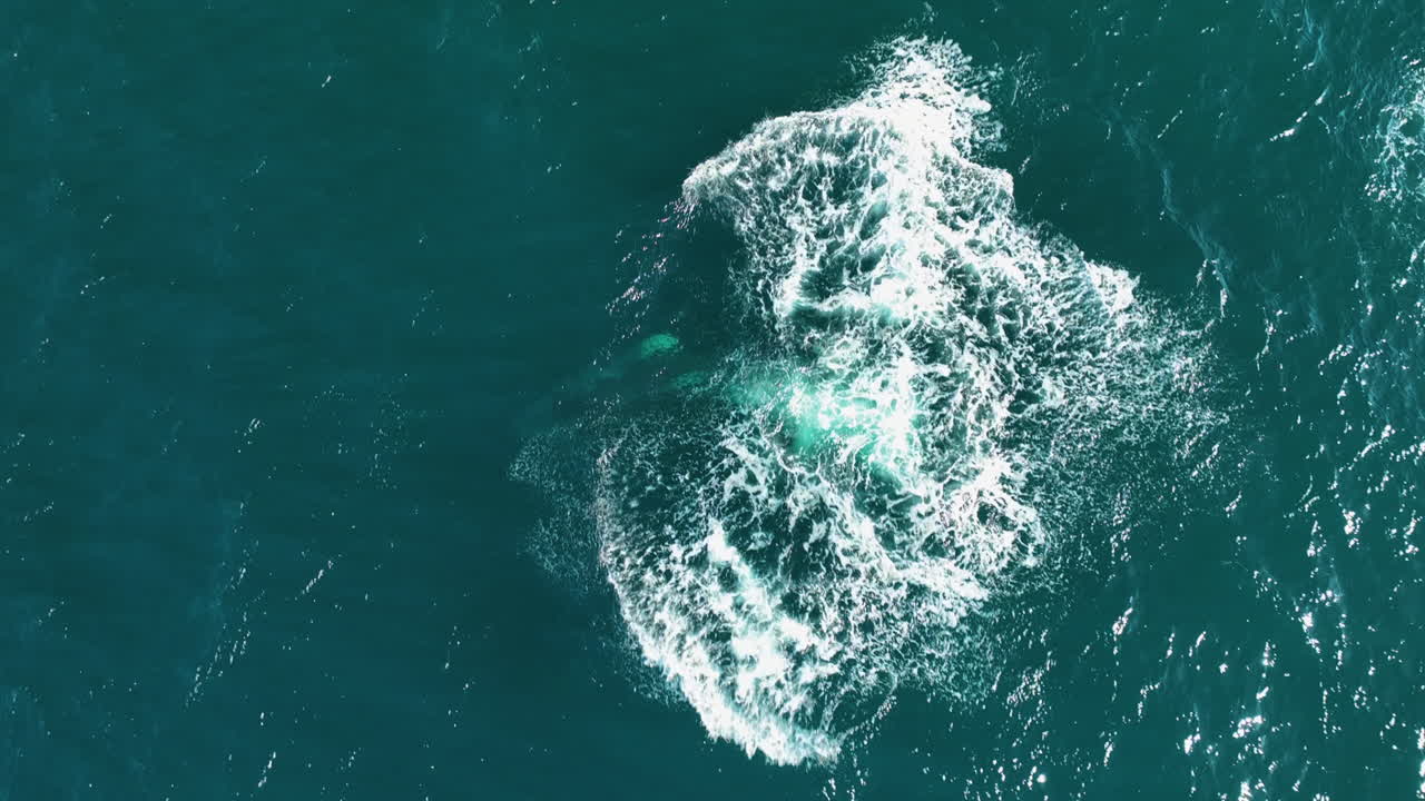 바다에서 떠오르는 고래