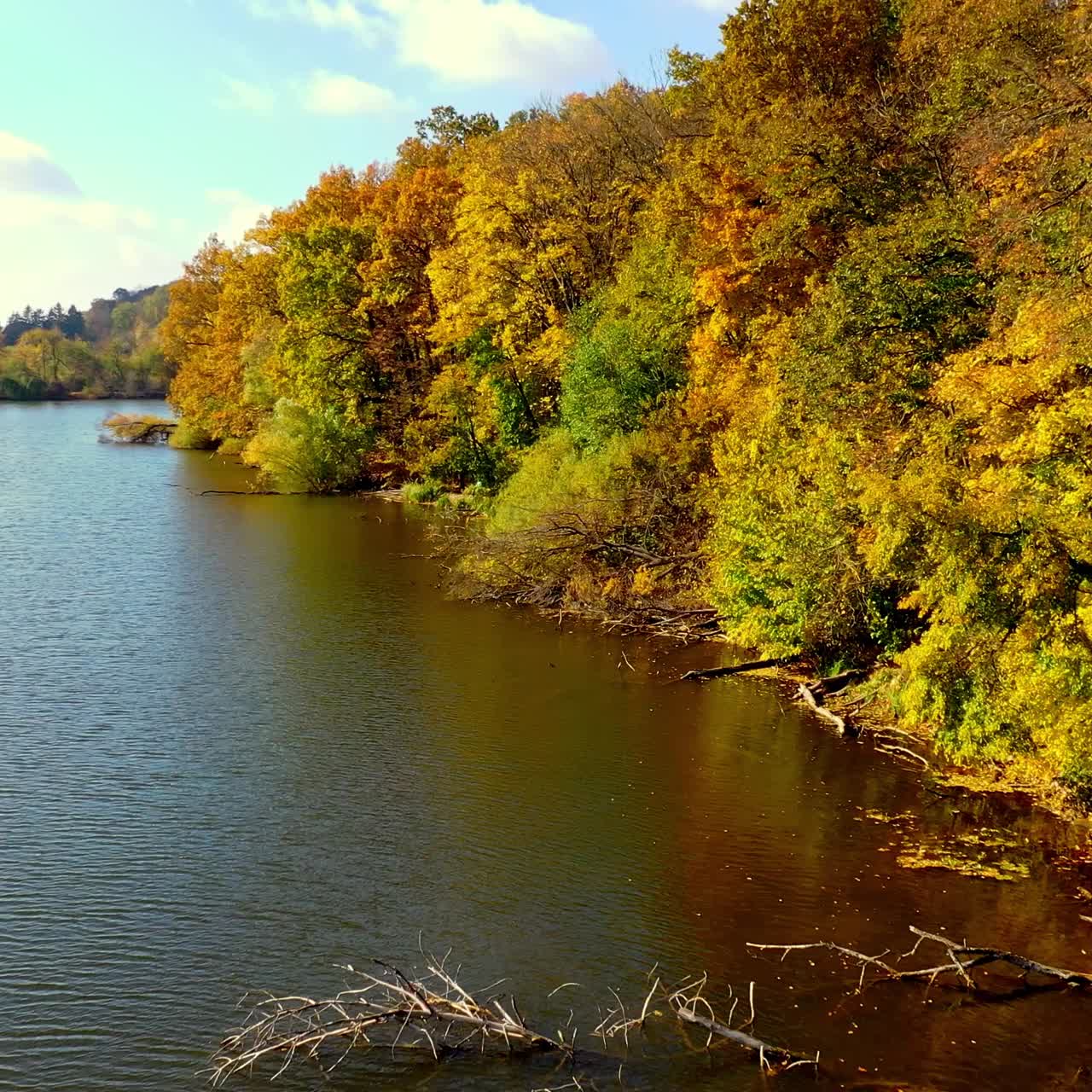 Bank of the narrow river overgrown with colorful trees. Drone footage of diverse in color autumn woods. Sunny day backdrop