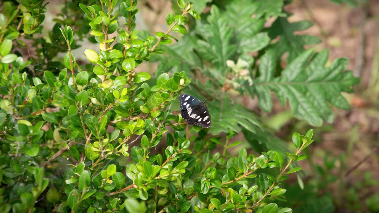 mariposa vista desde arriba, de colores rojo, azul, blanco y negro, con reflejos