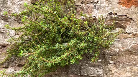 greenery thriving on a rustic stone surface