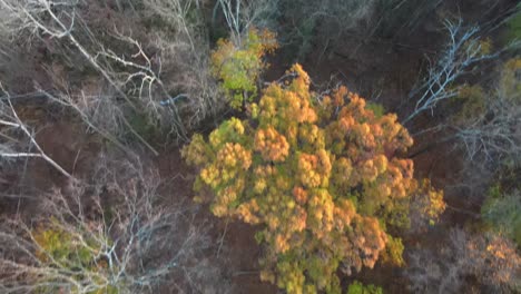 Flying-over-colorful-autumn-woodland-and-a-pond-at-sunset-with-mountains-and-houses-in-the-background