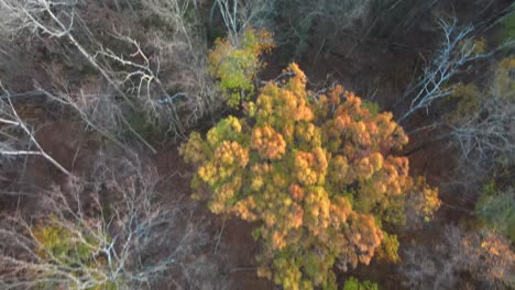flying over colorful autumn woodland and a pond at sunset with mountains and houses in the background
