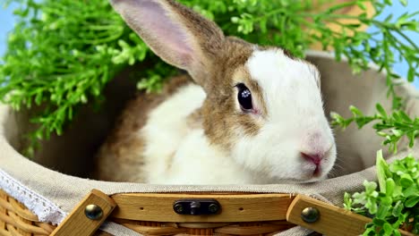 conejo en el fondo de la pantalla azul. animal espiritual y mascota inteligente para la pascua