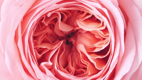 beautiful pink rose rotating on white background, macro shot. bud closeup. blooming pink rose flower open. holiday backdrop, valentine's day concept.