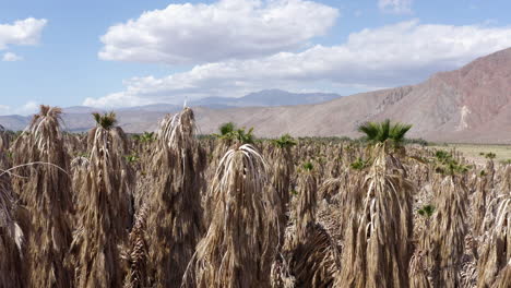 Closeup-of-dead-palm-trees-in-the-draught-affected-area,-Southern-California