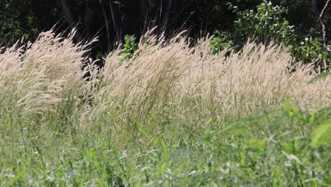 tall grasses swaying gently in the breeze.