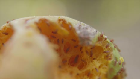 Small-fruit-flies-eat-at-a-mango-in-India-that-is-laying-on-the-ground