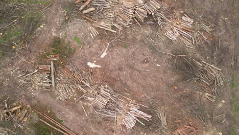 aerial top down view of piles of logs bundled together, remnant of logging in forest