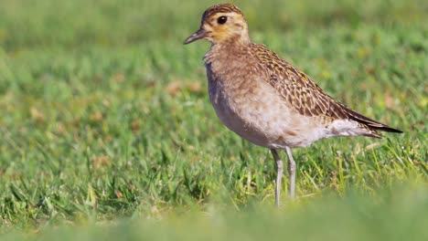 Pacific-Golden-Plover-in-Non-Breeding-Plumage,-Kolea,-Hawaii,-Close-Up