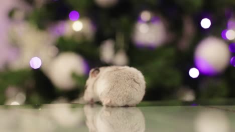 Hámster-Mascota-Comiendo-Un-Bocadillo-Muy-Rápido-Con-Luces-Navideñas-En-El-Fondo-Borroso